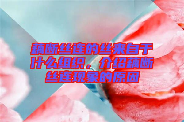 藕斷絲連的絲來自于什么組織，介紹藕斷絲連現象的原因