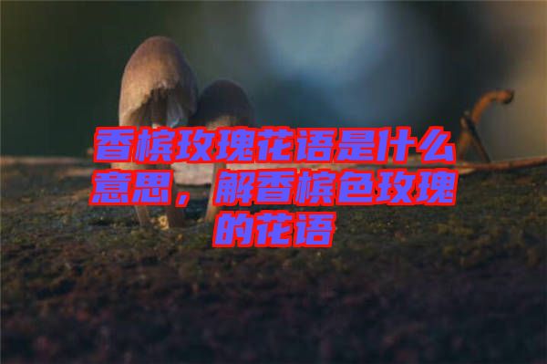 香檳玫瑰花語是什么意思，解香檳色玫瑰的花語